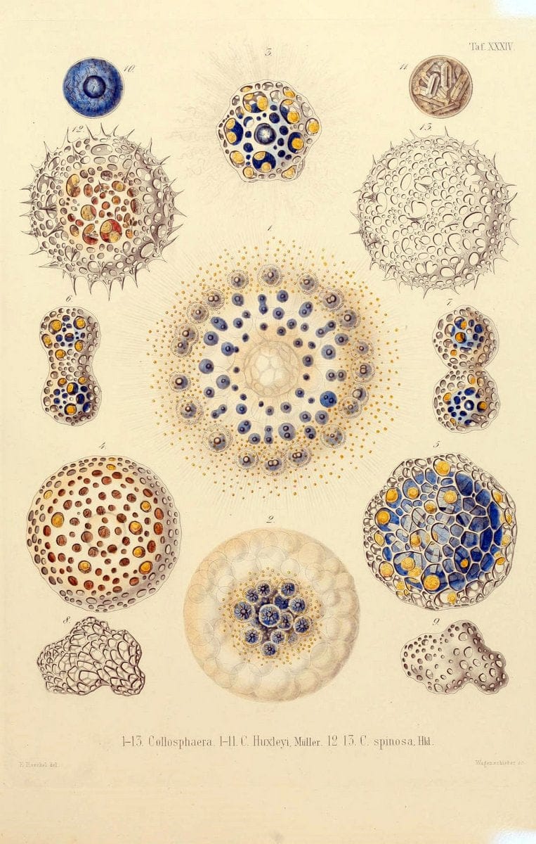 Die Radiolarien (Rhizopoda radiaria) :.Berlin :G. Reimer,1862-1888.  | Radiolaria "Radiolaria, Fossil" Rhizopoda  | Vintage Print Reproduction 472368