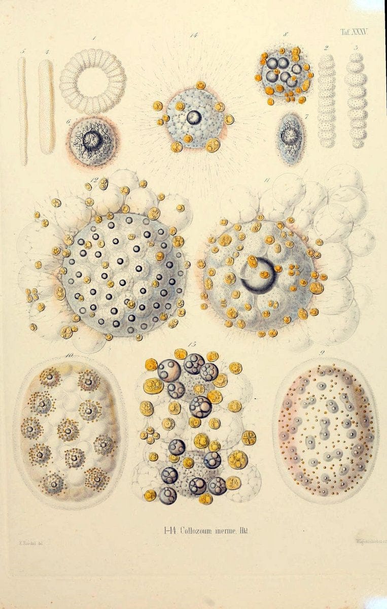Die Radiolarien (Rhizopoda radiaria) :.Berlin :G. Reimer,1862-1888.  | Radiolaria "Radiolaria, Fossil" Rhizopoda  | Vintage Print Reproduction 472369