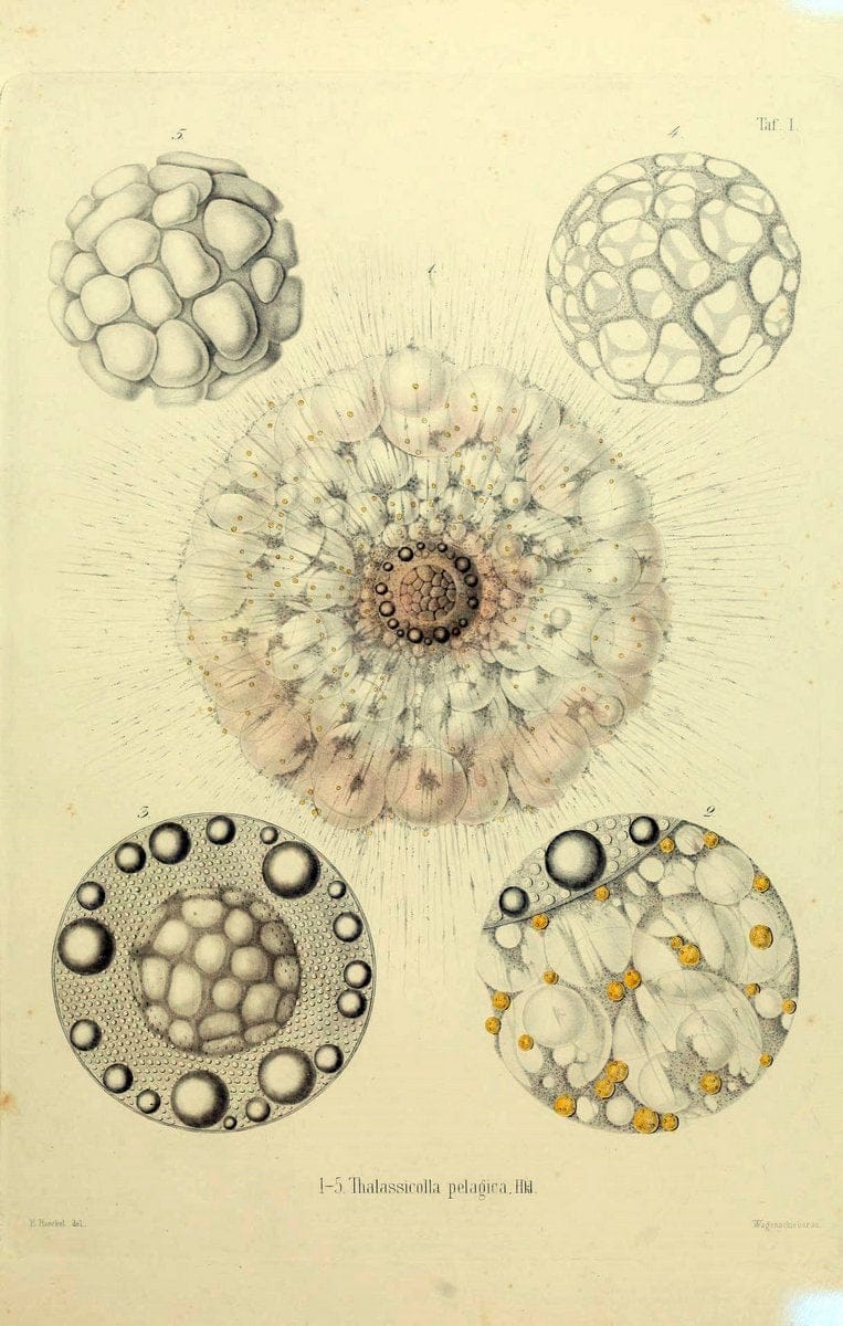 Die Radiolarien (Rhizopoda radiaria) :.Berlin :G. Reimer,1862-1888.  | Radiolaria "Radiolaria, Fossil" Rhizopoda  | Vintage Print Reproduction 472370
