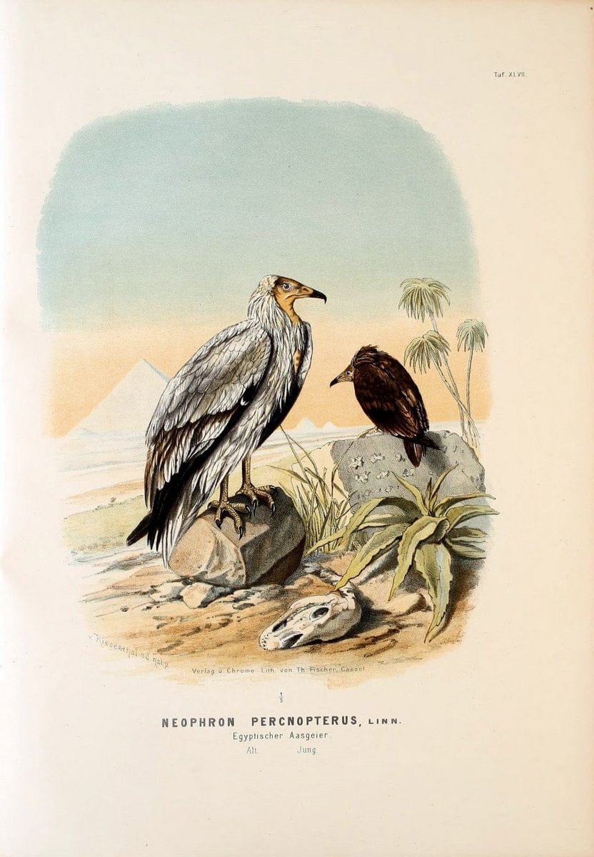 Die RaubvoÌˆgel Deutschlands und des angrenzenden Mitteleuropas;.Cassel [Germany]Verlag v | "Birds of prey" "Europe, Eastern" Falconry Germany  | Vintage Print Reproduction 472371