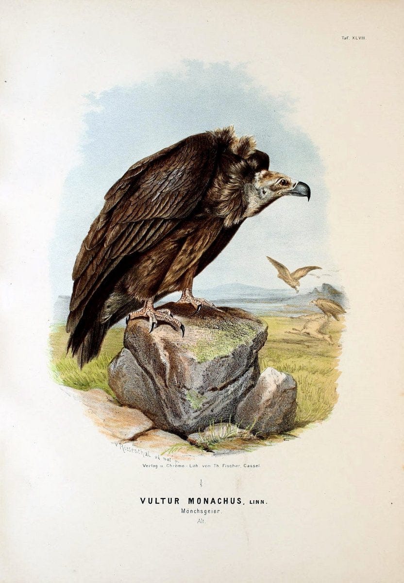 Die RaubvoÌˆgel Deutschlands und des angrenzenden Mitteleuropas;.Cassel [Germany]Verlag v | "Birds of prey" "Europe, Eastern" Falconry Germany  | Vintage Print Reproduction 472372