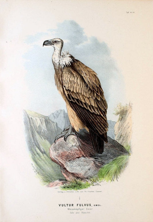 Die RaubvoÌˆgel Deutschlands und des angrenzenden Mitteleuropas;.Cassel [Germany]Verlag v | "Birds of prey" "Europe, Eastern" Falconry Germany  | Vintage Print Reproduction 472373