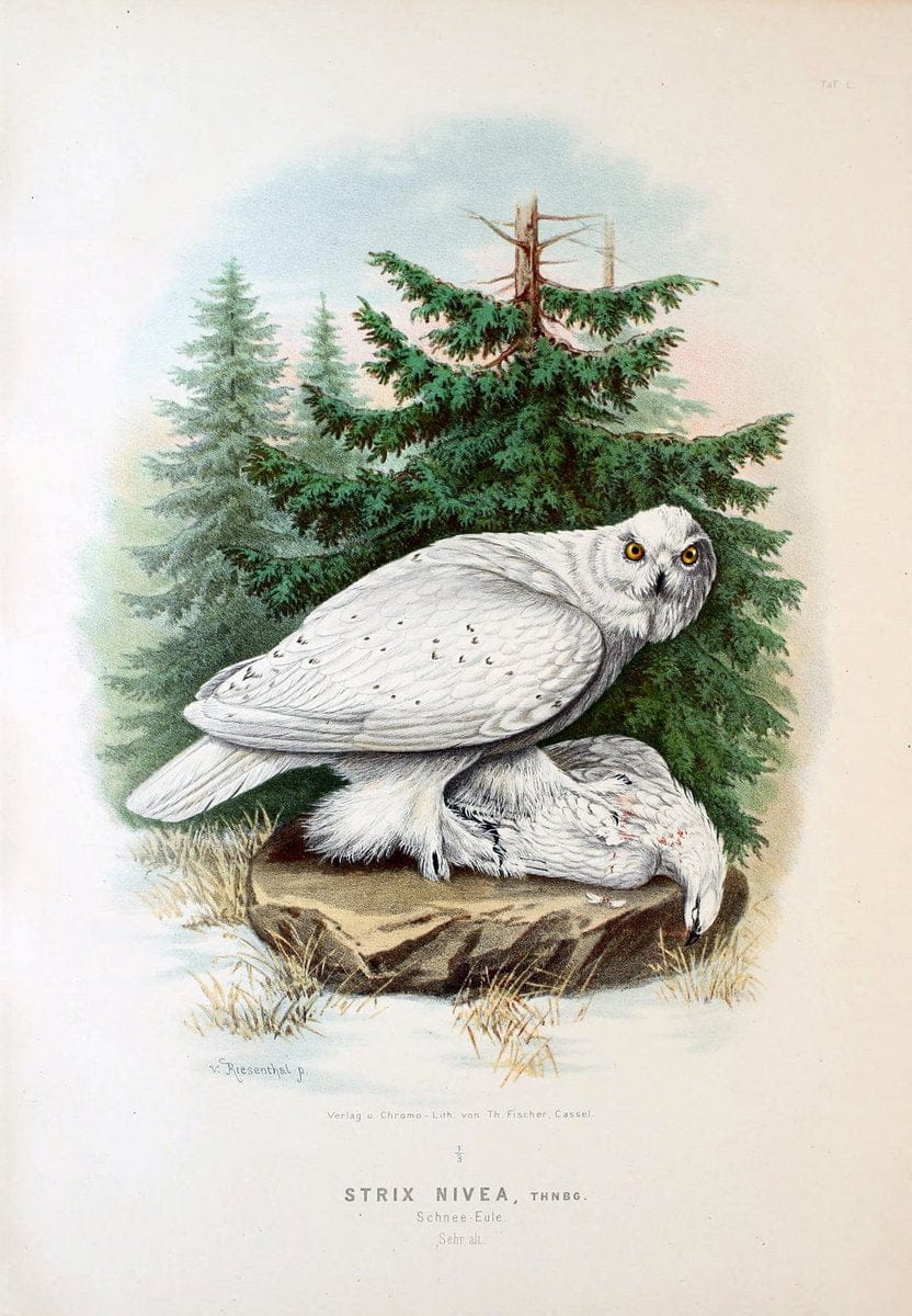Die RaubvoÌˆgel Deutschlands und des angrenzenden Mitteleuropas;.Cassel [Germany]Verlag v | "Birds of prey" "Europe, Eastern" Falconry Germany  | Vintage Print Reproduction 472374