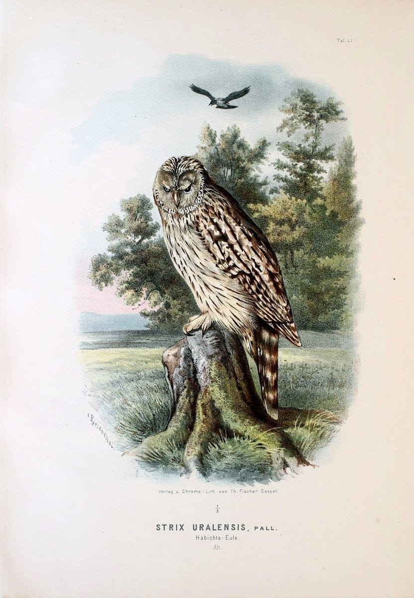 Die RaubvoÌˆgel Deutschlands und des angrenzenden Mitteleuropas;.Cassel [Germany]Verlag v | "Birds of prey" "Europe, Eastern" Falconry Germany  | Vintage Print Reproduction 472375