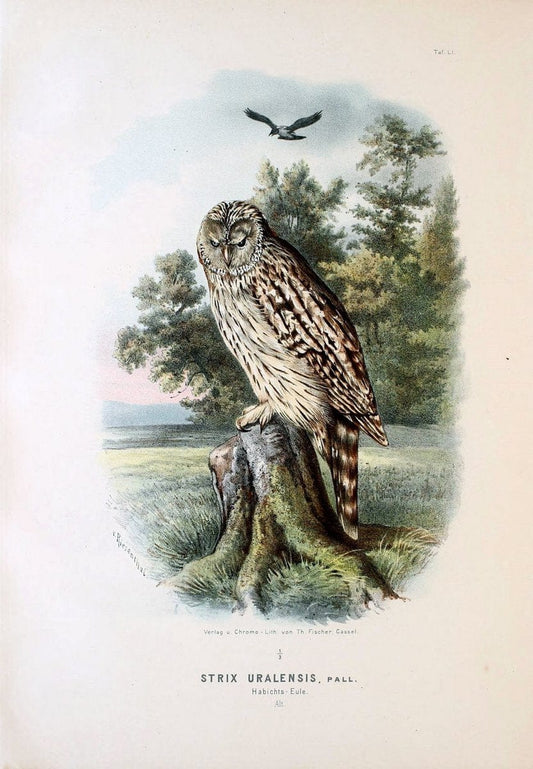 Die RaubvoÌˆgel Deutschlands und des angrenzenden Mitteleuropas;.Cassel [Germany]Verlag v | "Birds of prey" "Europe, Eastern" Falconry Germany  | Vintage Print Reproduction 472375