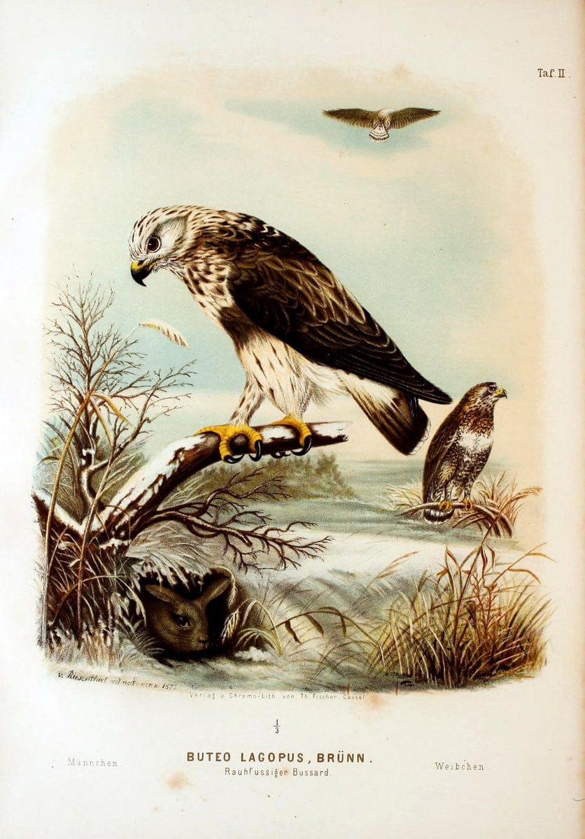 Die RaubvoÌˆgel Deutschlands und des angrenzenden Mitteleuropas;.Cassel [Germany]Verlag v | "Birds of prey" "Europe, Eastern" Falconry Germany  | Vintage Print Reproduction 472376