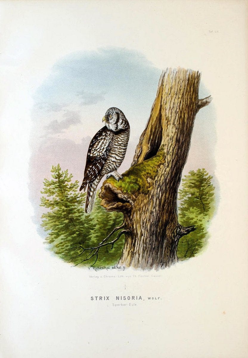 Die RaubvoÌˆgel Deutschlands und des angrenzenden Mitteleuropas;.Cassel [Germany]Verlag v | "Birds of prey" "Europe, Eastern" Falconry Germany  | Vintage Print Reproduction 472377