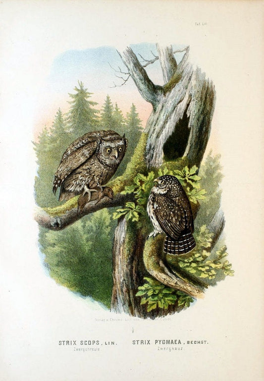 Die RaubvoÌˆgel Deutschlands und des angrenzenden Mitteleuropas;.Cassel [Germany]Verlag v | "Birds of prey" "Europe, Eastern" Falconry Germany  | Vintage Print Reproduction 472378