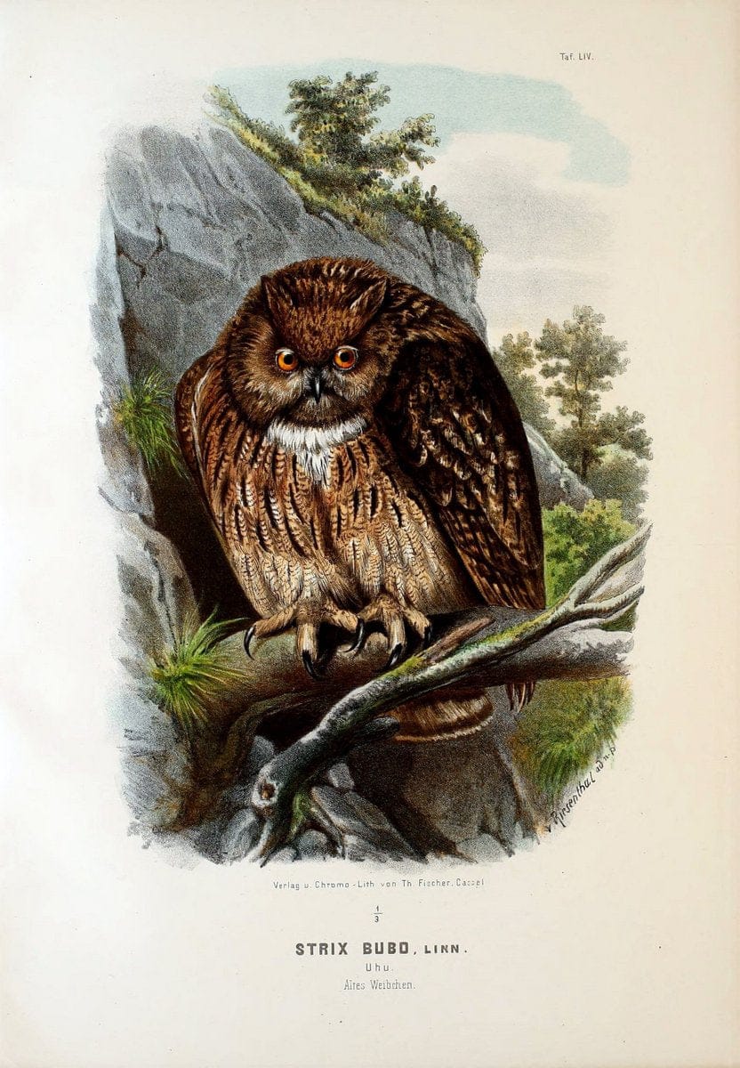 Die RaubvoÌˆgel Deutschlands und des angrenzenden Mitteleuropas;.Cassel [Germany]Verlag v | "Birds of prey" "Europe, Eastern" Falconry Germany  | Vintage Print Reproduction 472379