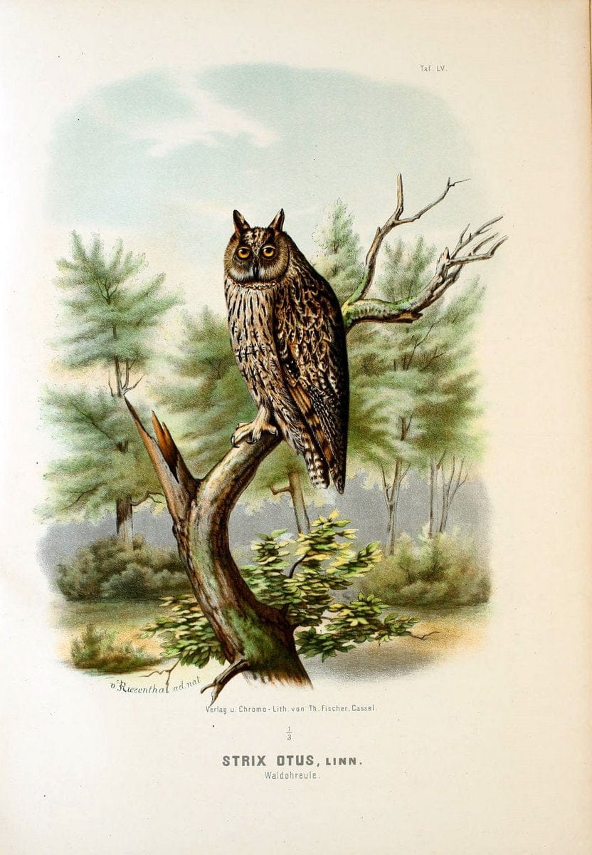 Die RaubvoÌˆgel Deutschlands und des angrenzenden Mitteleuropas;.Cassel [Germany]Verlag v | "Birds of prey" "Europe, Eastern" Falconry Germany  | Vintage Print Reproduction 472380