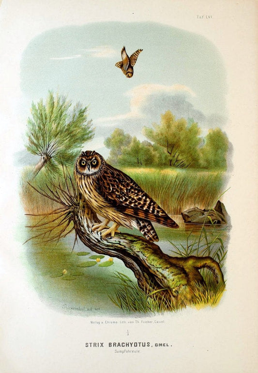 Die RaubvoÌˆgel Deutschlands und des angrenzenden Mitteleuropas;.Cassel [Germany]Verlag v | "Birds of prey" "Europe, Eastern" Falconry Germany  | Vintage Print Reproduction 472381