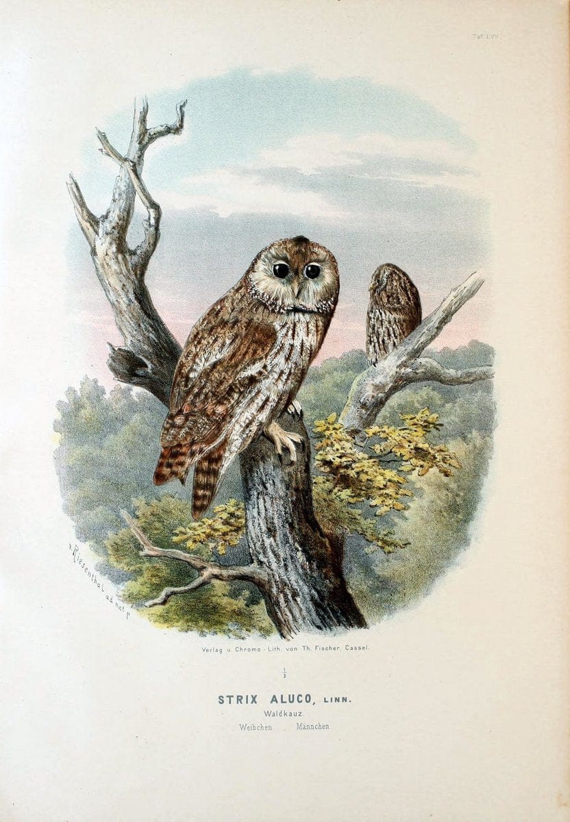 Die RaubvoÌˆgel Deutschlands und des angrenzenden Mitteleuropas;.Cassel [Germany]Verlag v | "Birds of prey" "Europe, Eastern" Falconry Germany  | Vintage Print Reproduction 472382