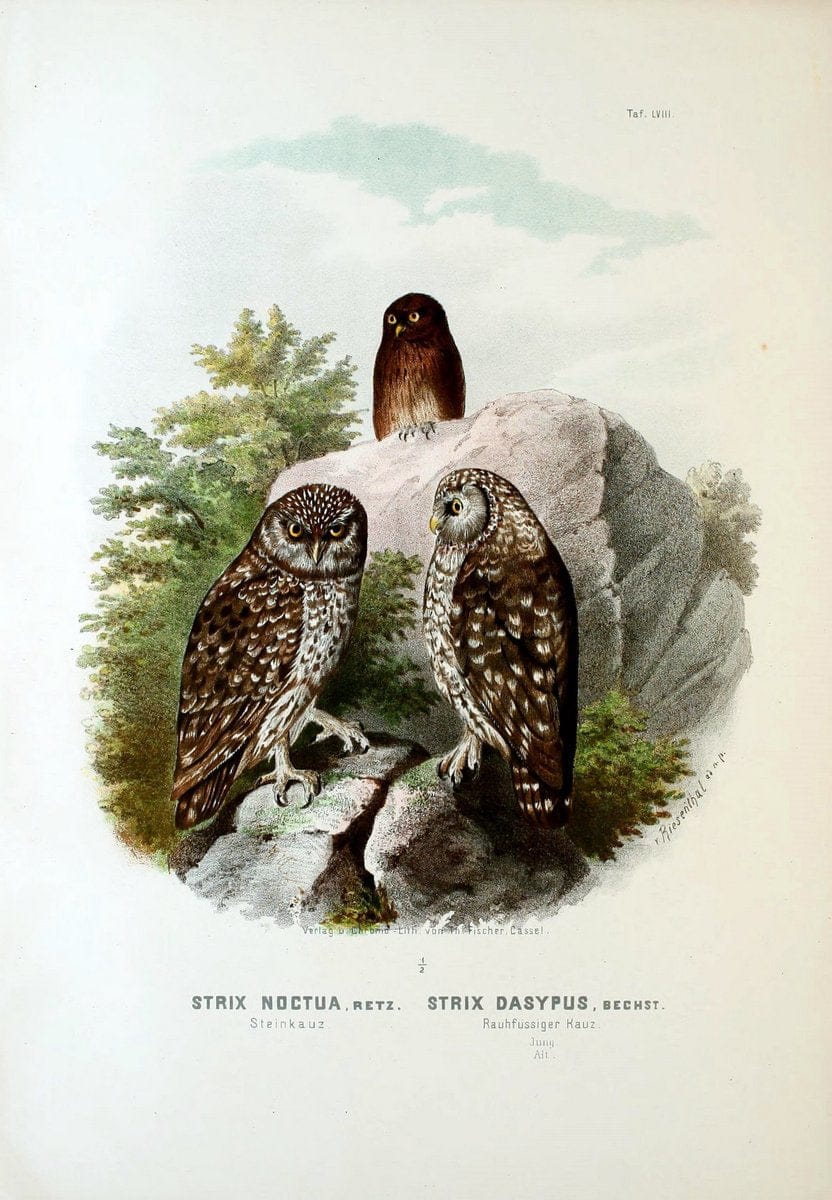 Die RaubvoÌˆgel Deutschlands und des angrenzenden Mitteleuropas;.Cassel [Germany]Verlag v | "Birds of prey" "Europe, Eastern" Falconry Germany  | Vintage Print Reproduction 472383