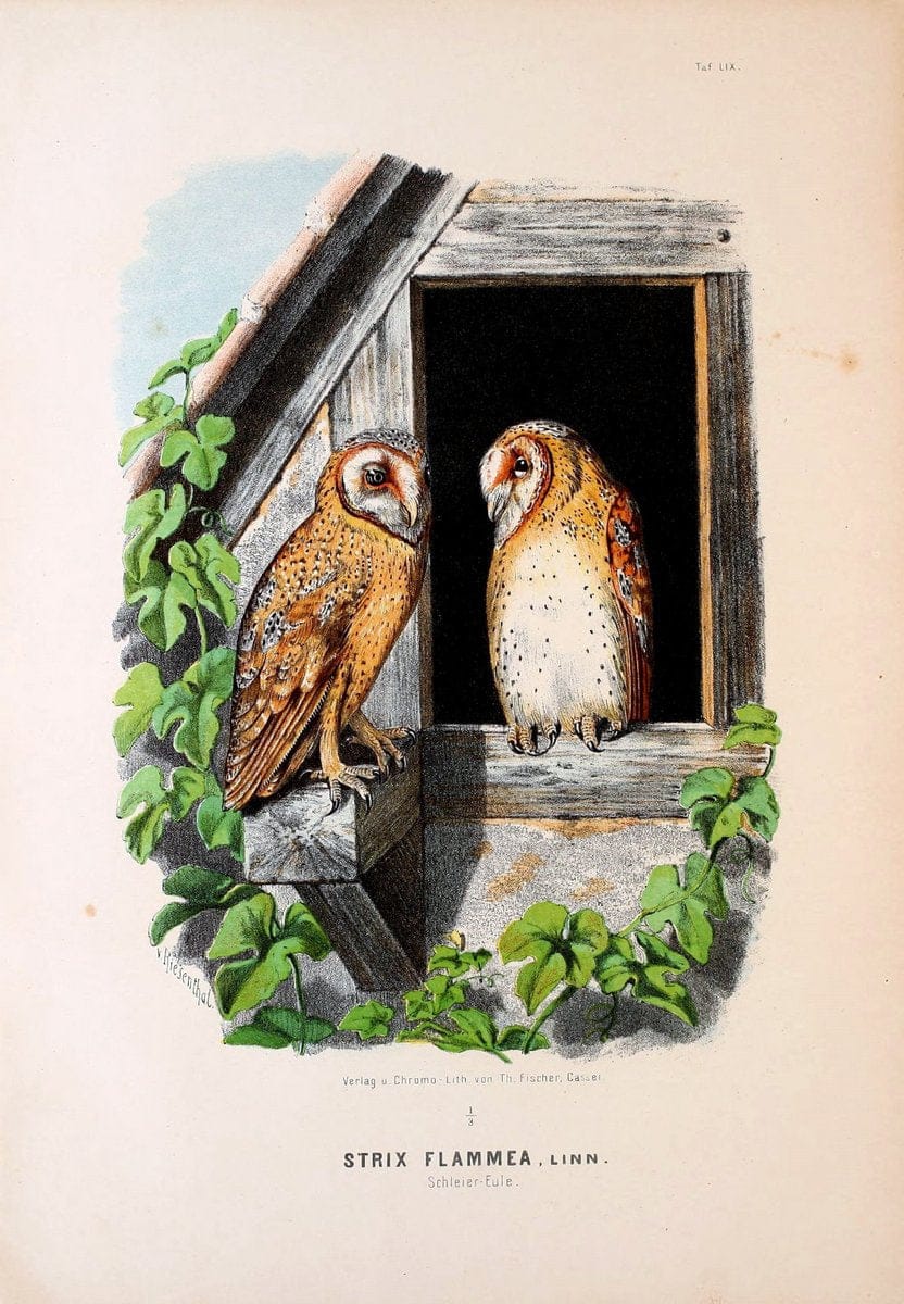 Die RaubvoÌˆgel Deutschlands und des angrenzenden Mitteleuropas;.Cassel [Germany]Verlag v | "Birds of prey" "Europe, Eastern" Falconry Germany  | Vintage Print Reproduction 472384