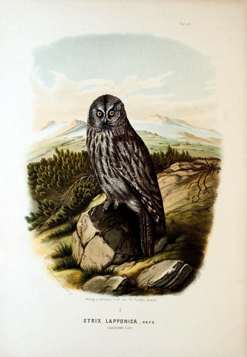 Die RaubvoÌˆgel Deutschlands und des angrenzenden Mitteleuropas;.Cassel [Germany]Verlag v | "Birds of prey" "Europe, Eastern" Falconry Germany  | Vintage Print Reproduction 472385