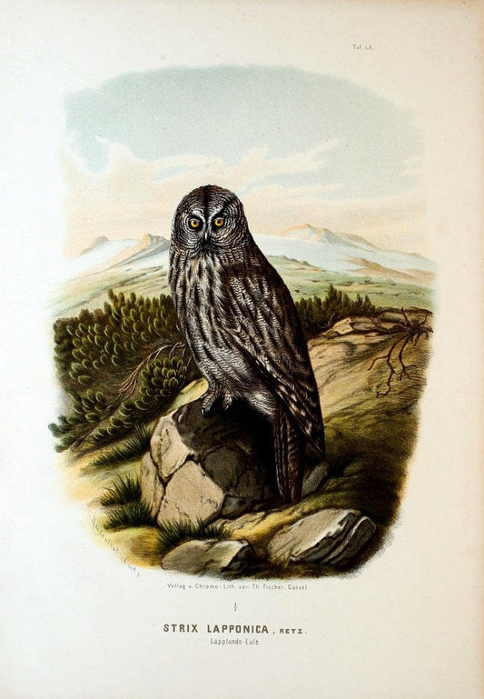 Die RaubvoÌˆgel Deutschlands und des angrenzenden Mitteleuropas;.Cassel [Germany]Verlag v | "Birds of prey" "Europe, Eastern" Falconry Germany  | Vintage Print Reproduction 472385