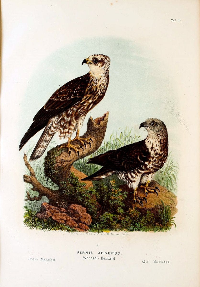 Die RaubvoÌˆgel Deutschlands und des angrenzenden Mitteleuropas;.Cassel [Germany]Verlag v | "Birds of prey" "Europe, Eastern" Falconry Germany  | Vintage Print Reproduction 472386