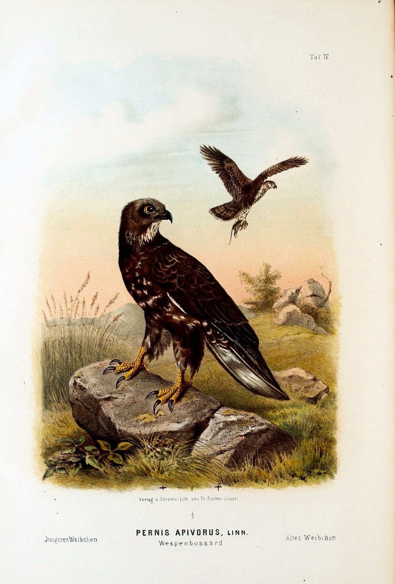 Die RaubvoÌˆgel Deutschlands und des angrenzenden Mitteleuropas;.Cassel [Germany]Verlag v | "Birds of prey" "Europe, Eastern" Falconry Germany  | Vintage Print Reproduction 472387