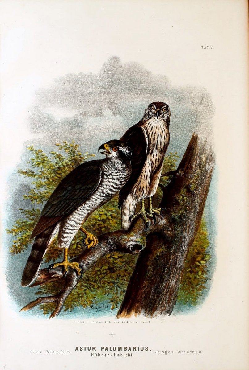 Die RaubvoÌˆgel Deutschlands und des angrenzenden Mitteleuropas;.Cassel [Germany]Verlag v | "Birds of prey" "Europe, Eastern" Falconry Germany  | Vintage Print Reproduction 472388
