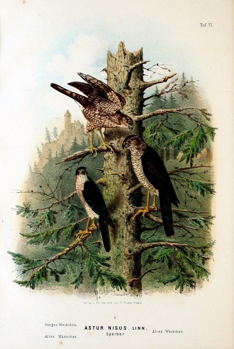 Die RaubvoÌˆgel Deutschlands und des angrenzenden Mitteleuropas;.Cassel [Germany]Verlag v | "Birds of prey" "Europe, Eastern" Falconry Germany  | Vintage Print Reproduction 472389