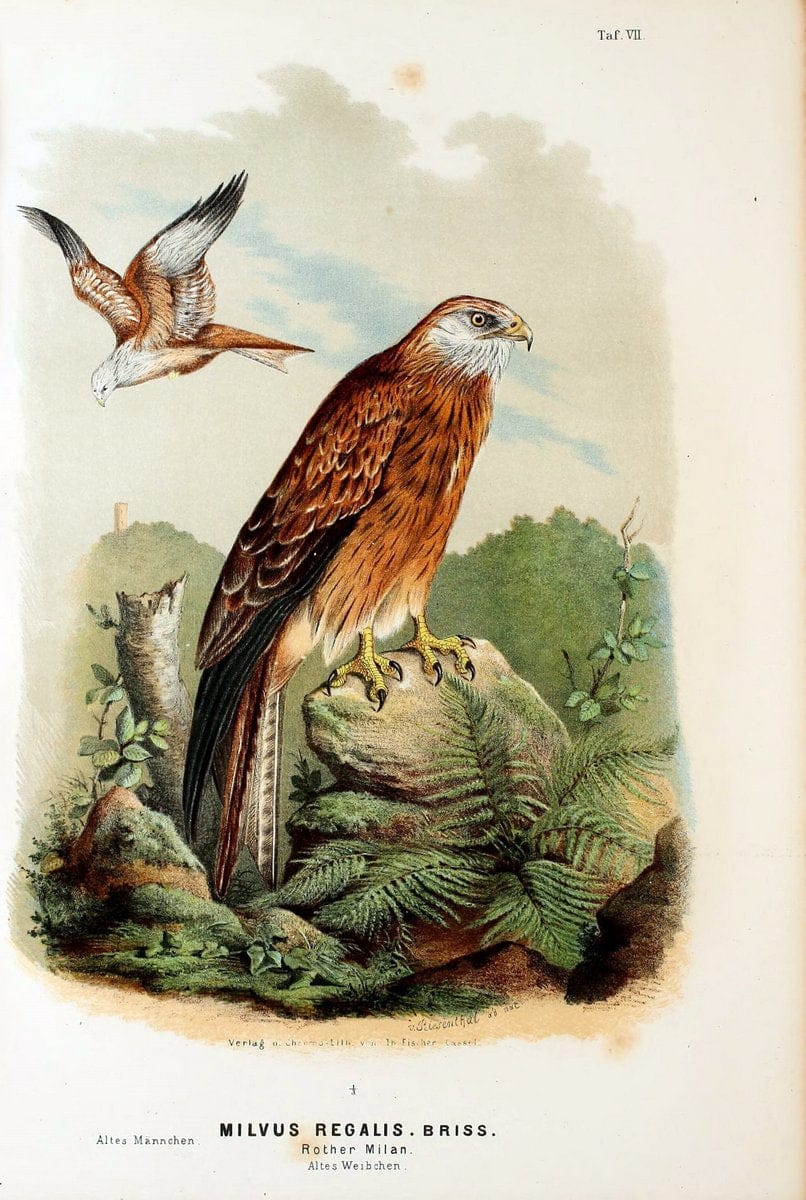 Die RaubvoÌˆgel Deutschlands und des angrenzenden Mitteleuropas;.Cassel [Germany]Verlag v | "Birds of prey" "Europe, Eastern" Falconry Germany  | Vintage Print Reproduction 472390
