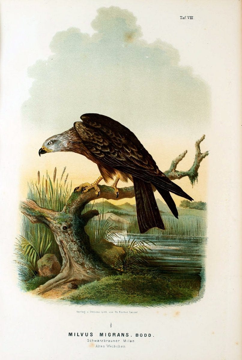 Die RaubvoÌˆgel Deutschlands und des angrenzenden Mitteleuropas;.Cassel [Germany]Verlag v | "Birds of prey" "Europe, Eastern" Falconry Germany  | Vintage Print Reproduction 472391