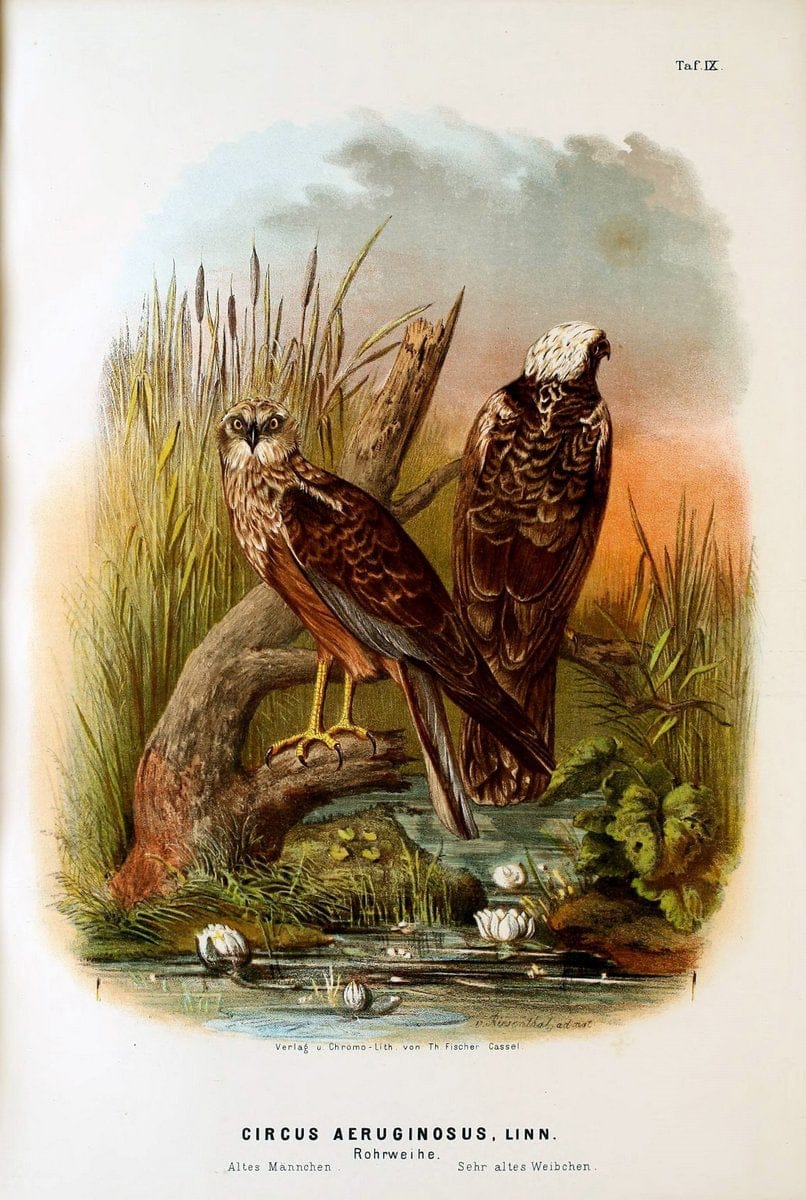 Die RaubvoÌˆgel Deutschlands und des angrenzenden Mitteleuropas;.Cassel [Germany]Verlag v | "Birds of prey" "Europe, Eastern" Falconry Germany  | Vintage Print Reproduction 472392