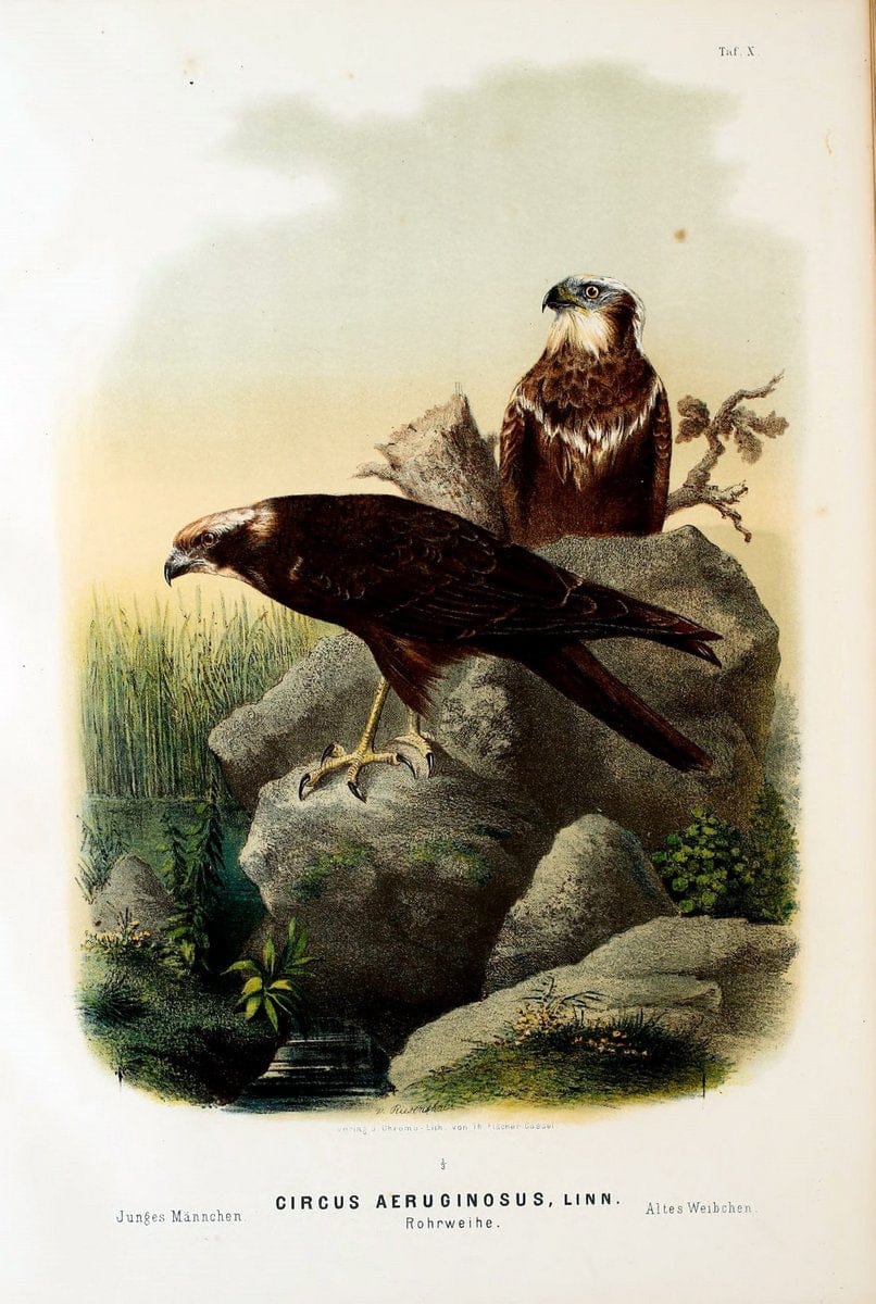 Die RaubvoÌˆgel Deutschlands und des angrenzenden Mitteleuropas;.Cassel [Germany]Verlag v | "Birds of prey" "Europe, Eastern" Falconry Germany  | Vintage Print Reproduction 472393