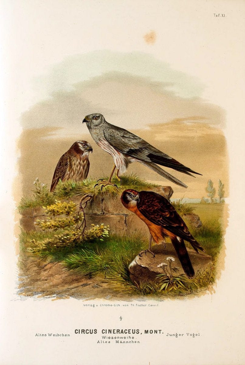 Die RaubvoÌˆgel Deutschlands und des angrenzenden Mitteleuropas;.Cassel [Germany]Verlag v | "Birds of prey" "Europe, Eastern" Falconry Germany  | Vintage Print Reproduction 472394