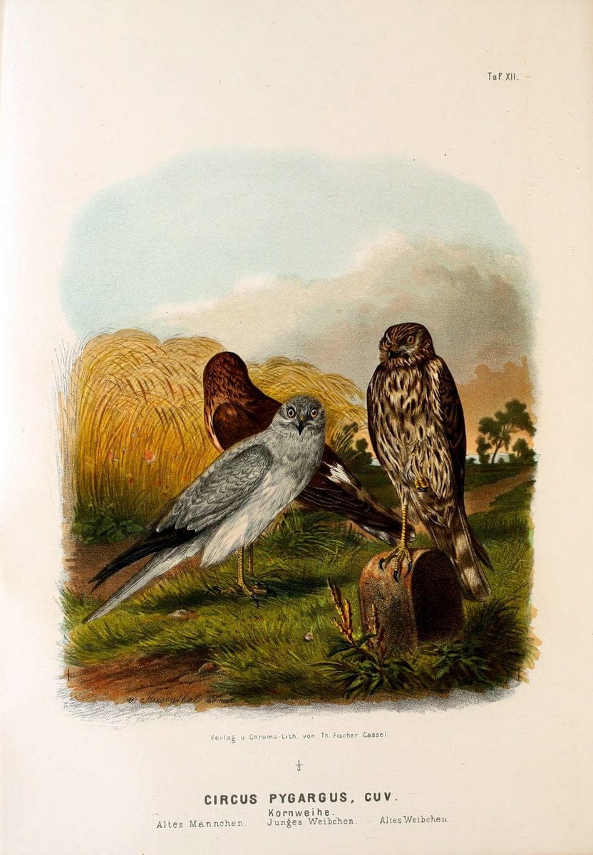 Die RaubvoÌˆgel Deutschlands und des angrenzenden Mitteleuropas;.Cassel [Germany]Verlag v | "Birds of prey" "Europe, Eastern" Falconry Germany  | Vintage Print Reproduction 472395