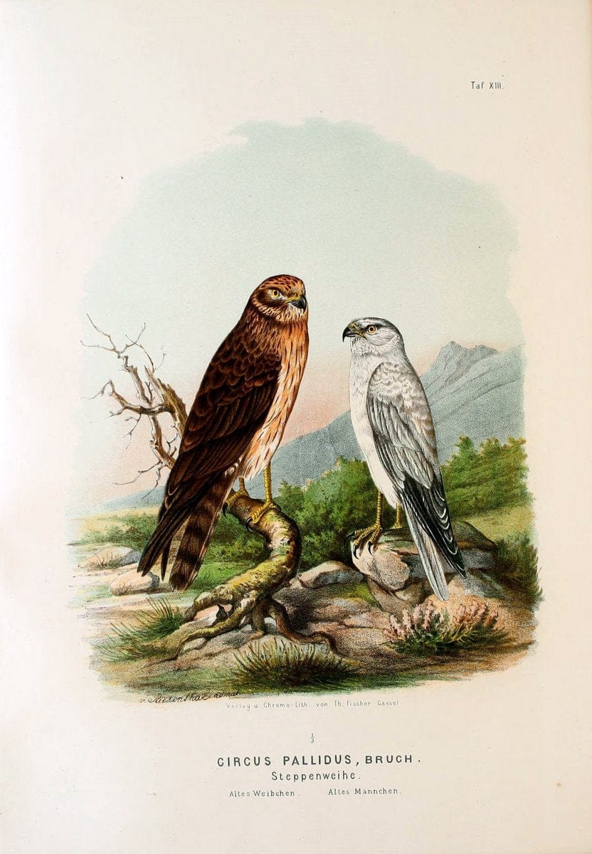 Die RaubvoÌˆgel Deutschlands und des angrenzenden Mitteleuropas;.Cassel [Germany]Verlag v | "Birds of prey" "Europe, Eastern" Falconry Germany  | Vintage Print Reproduction 472396
