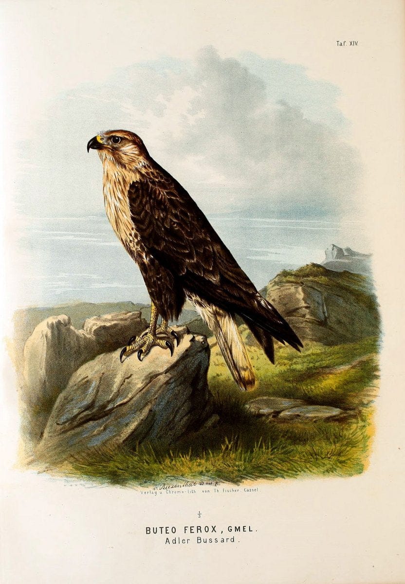 Die RaubvoÌˆgel Deutschlands und des angrenzenden Mitteleuropas;.Cassel [Germany]Verlag v | "Birds of prey" "Europe, Eastern" Falconry Germany  | Vintage Print Reproduction 472397