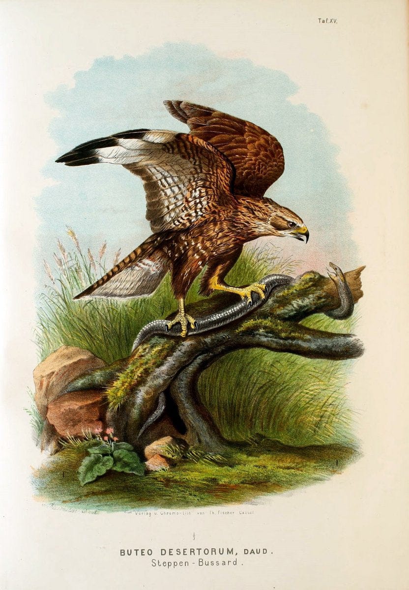 Die RaubvoÌˆgel Deutschlands und des angrenzenden Mitteleuropas;.Cassel [Germany]Verlag v | "Birds of prey" "Europe, Eastern" Falconry Germany  | Vintage Print Reproduction 472398
