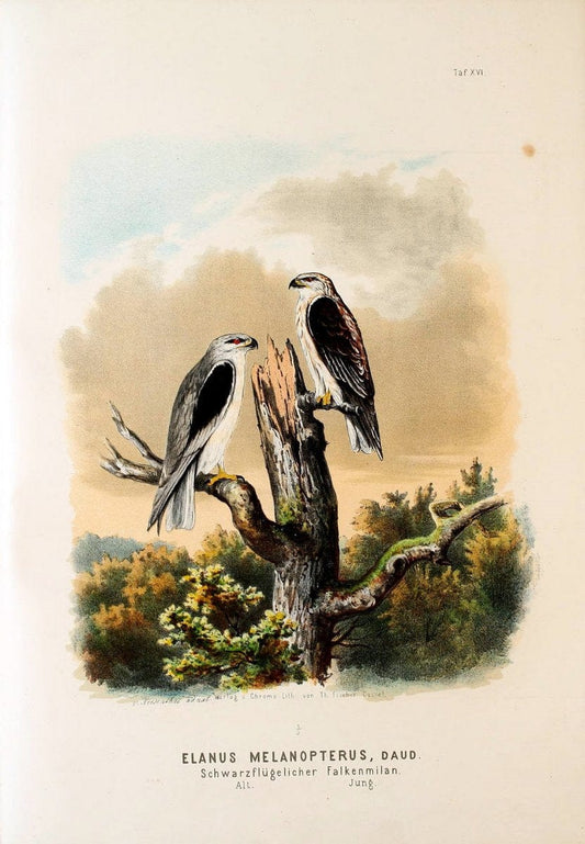 Die RaubvoÌˆgel Deutschlands und des angrenzenden Mitteleuropas;.Cassel [Germany]Verlag v | "Birds of prey" "Europe, Eastern" Falconry Germany  | Vintage Print Reproduction 472399