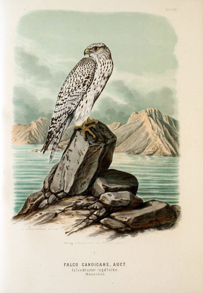 Die RaubvoÌˆgel Deutschlands und des angrenzenden Mitteleuropas;.Cassel [Germany]Verlag v | "Birds of prey" "Europe, Eastern" Falconry Germany  | Vintage Print Reproduction 472400