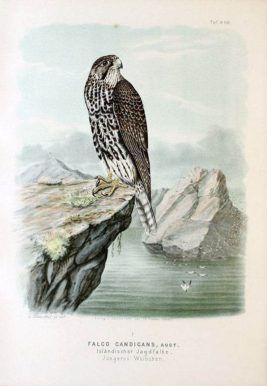 Die RaubvoÌˆgel Deutschlands und des angrenzenden Mitteleuropas;.Cassel [Germany]Verlag v | "Birds of prey" "Europe, Eastern" Falconry Germany  | Vintage Print Reproduction 472401