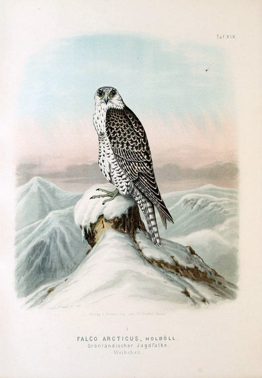Die RaubvoÌˆgel Deutschlands und des angrenzenden Mitteleuropas;.Cassel [Germany]Verlag v | "Birds of prey" "Europe, Eastern" Falconry Germany  | Vintage Print Reproduction 472402