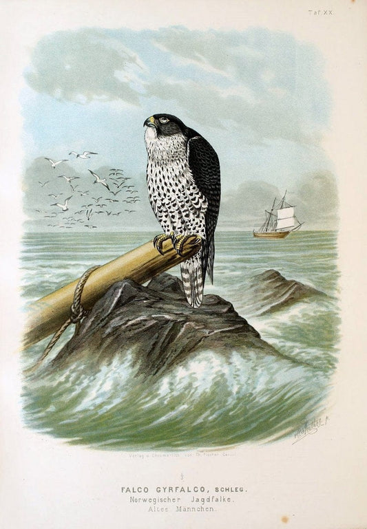 Die RaubvoÌˆgel Deutschlands und des angrenzenden Mitteleuropas;.Cassel [Germany]Verlag v | "Birds of prey" "Europe, Eastern" Falconry Germany  | Vintage Print Reproduction 472403