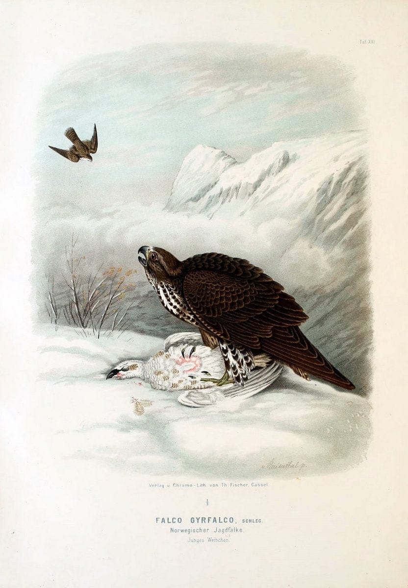 Die RaubvoÌˆgel Deutschlands und des angrenzenden Mitteleuropas;.Cassel [Germany]Verlag v | "Birds of prey" "Europe, Eastern" Falconry Germany  | Vintage Print Reproduction 472404