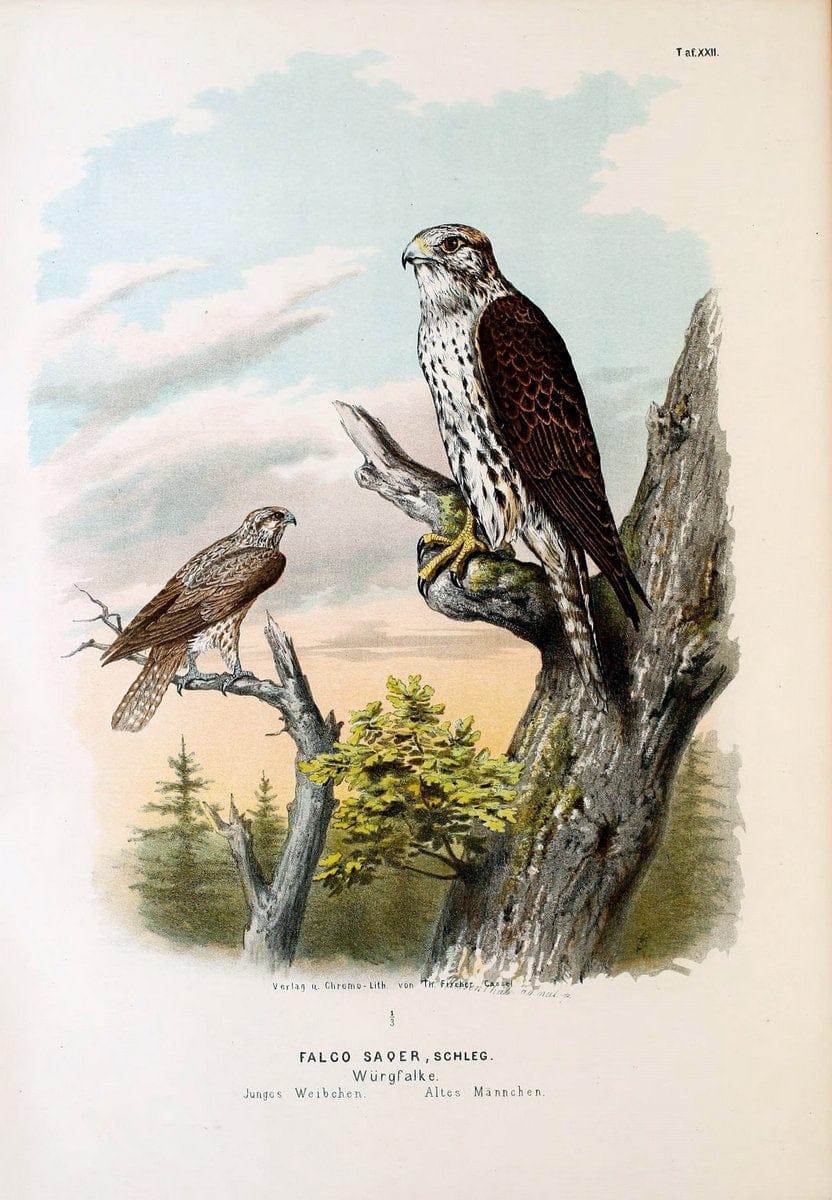 Die RaubvoÌˆgel Deutschlands und des angrenzenden Mitteleuropas;.Cassel [Germany]Verlag v | "Birds of prey" "Europe, Eastern" Falconry Germany  | Vintage Print Reproduction 472405