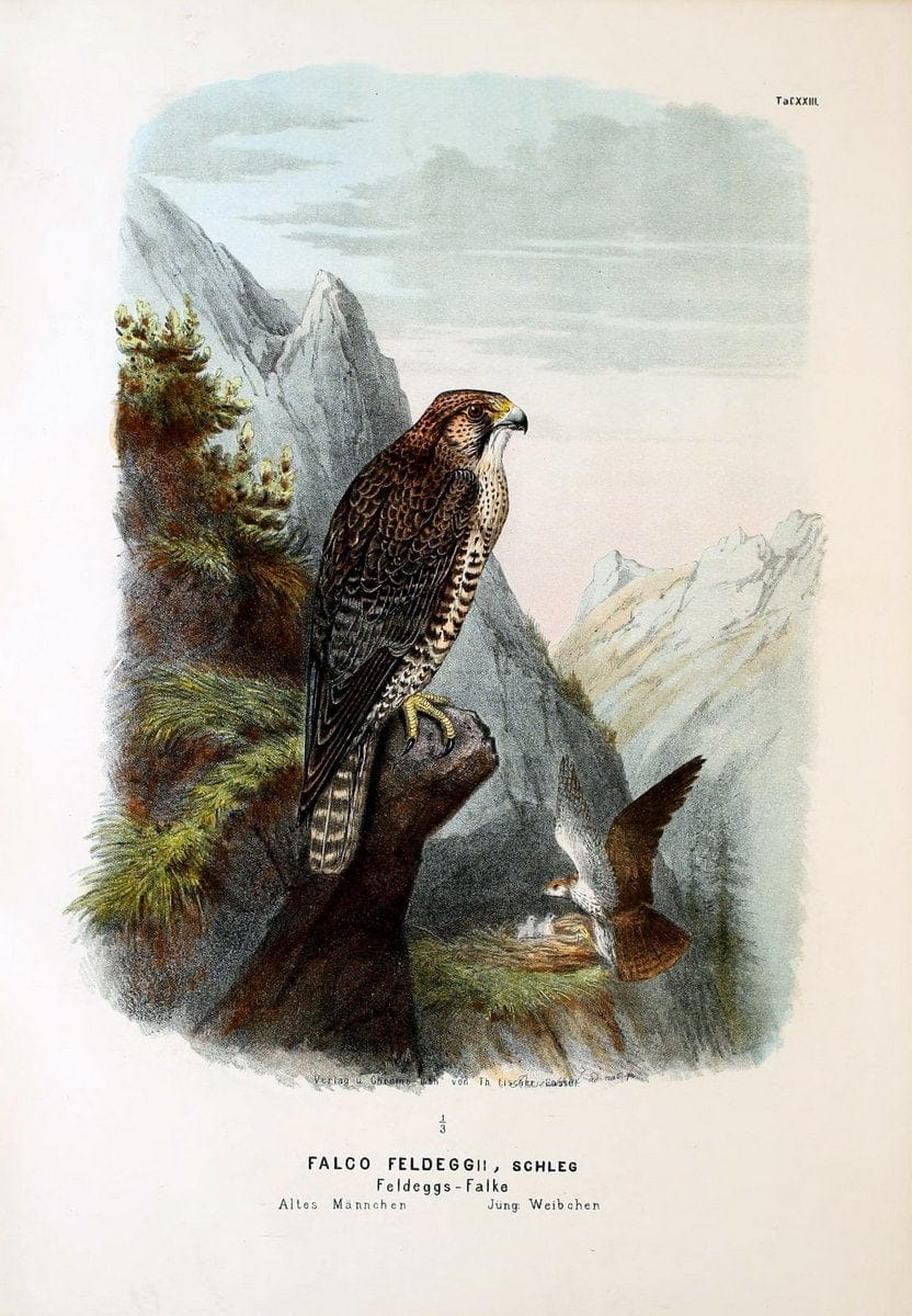 Die RaubvoÌˆgel Deutschlands und des angrenzenden Mitteleuropas;.Cassel [Germany]Verlag v | "Birds of prey" "Europe, Eastern" Falconry Germany  | Vintage Print Reproduction 472406