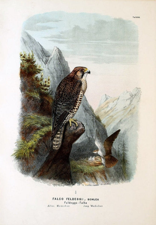 Die RaubvoÌˆgel Deutschlands und des angrenzenden Mitteleuropas;.Cassel [Germany]Verlag v | "Birds of prey" "Europe, Eastern" Falconry Germany  | Vintage Print Reproduction 472406