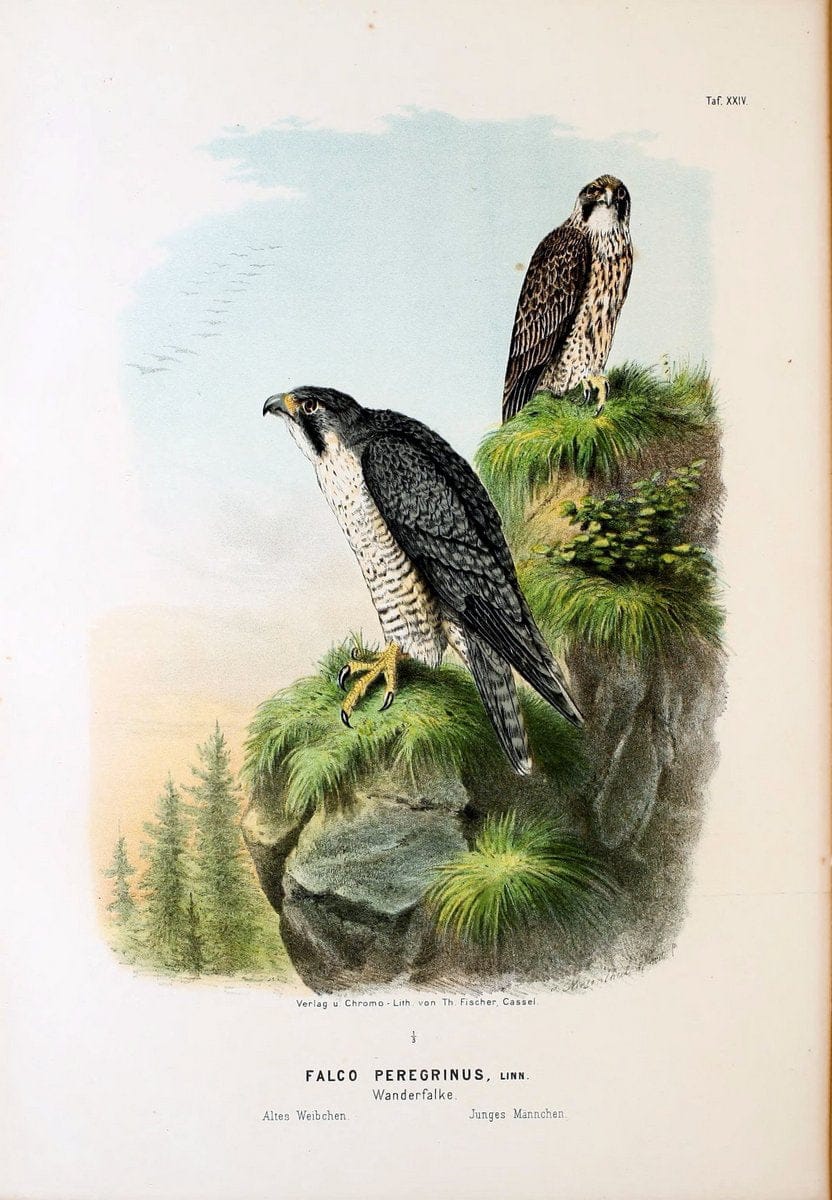 Die RaubvoÌˆgel Deutschlands und des angrenzenden Mitteleuropas;.Cassel [Germany]Verlag v | "Birds of prey" "Europe, Eastern" Falconry Germany  | Vintage Print Reproduction 472407