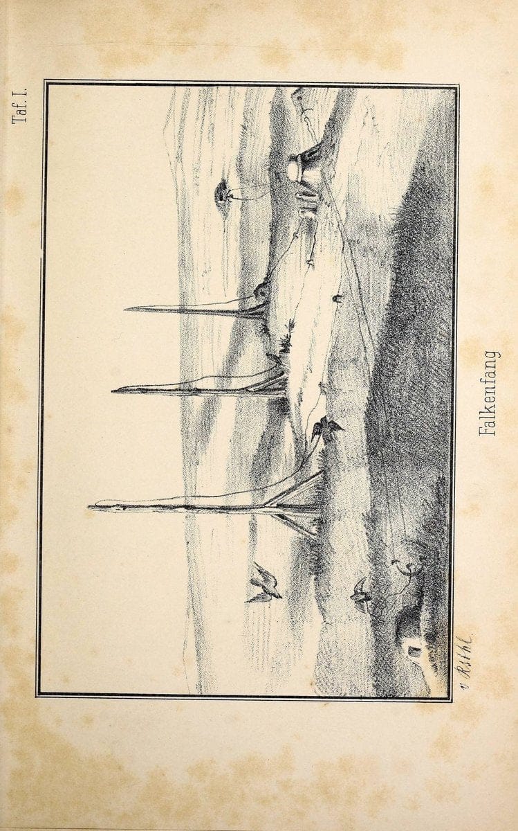 Die RaubvoÌˆgel Deutschlands und des angrenzenden Mitteleuropas;.Cassel [Germany]Verlag v | "Birds of prey" "Europe, Eastern" Falconry Germany  | Vintage Print Reproduction 472408