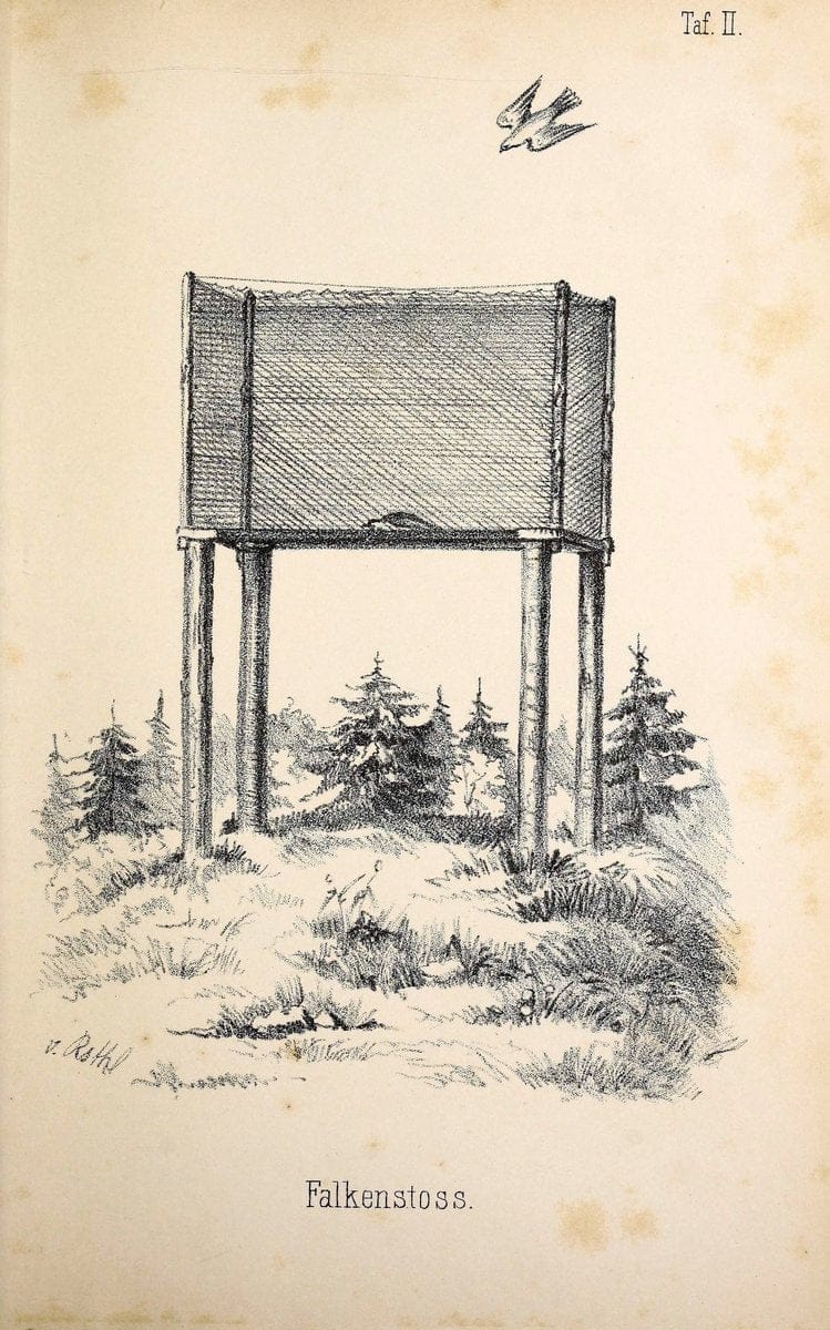 Die RaubvoÌˆgel Deutschlands und des angrenzenden Mitteleuropas;.Cassel [Germany]Verlag v | "Birds of prey" "Europe, Eastern" Falconry Germany  | Vintage Print Reproduction 472409