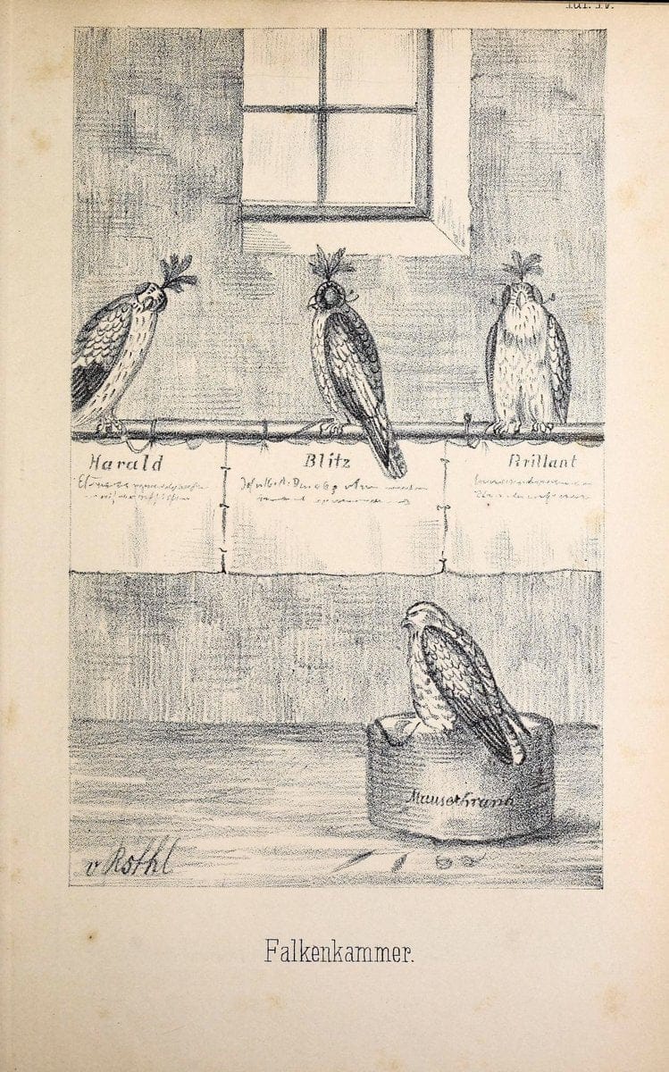 Die RaubvoÌˆgel Deutschlands und des angrenzenden Mitteleuropas;.Cassel [Germany]Verlag v | "Birds of prey" "Europe, Eastern" Falconry Germany  | Vintage Print Reproduction 472411