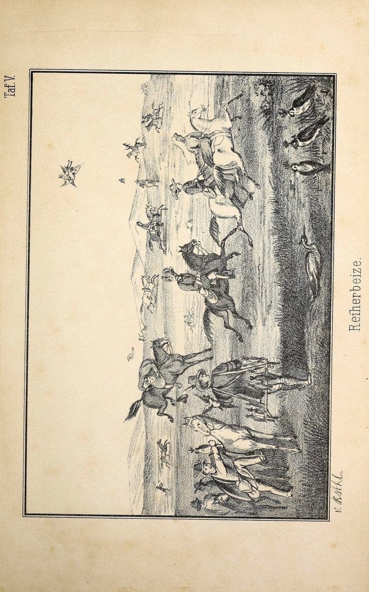 Die RaubvoÌˆgel Deutschlands und des angrenzenden Mitteleuropas;.Cassel [Germany]Verlag v | "Birds of prey" "Europe, Eastern" Falconry Germany  | Vintage Print Reproduction 472412