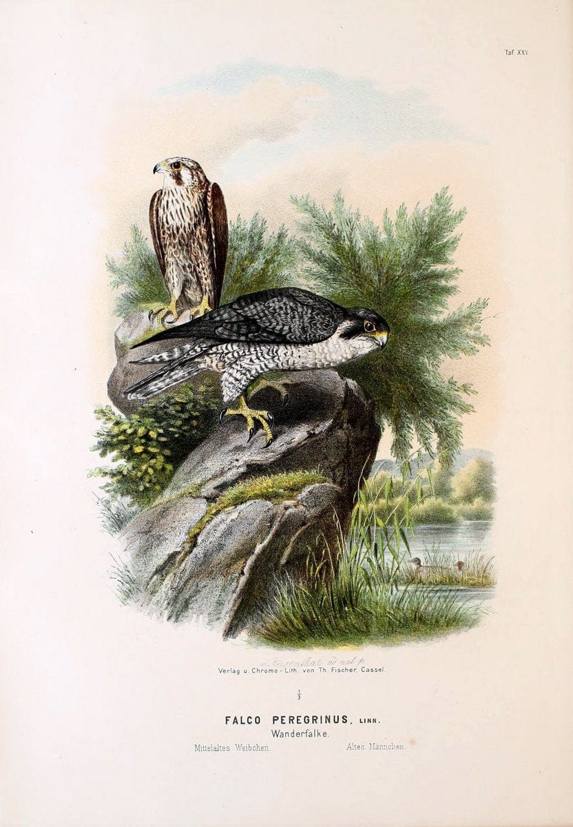 Die RaubvoÌˆgel Deutschlands und des angrenzenden Mitteleuropas;.Cassel [Germany]Verlag v | "Birds of prey" "Europe, Eastern" Falconry Germany  | Vintage Print Reproduction 472413