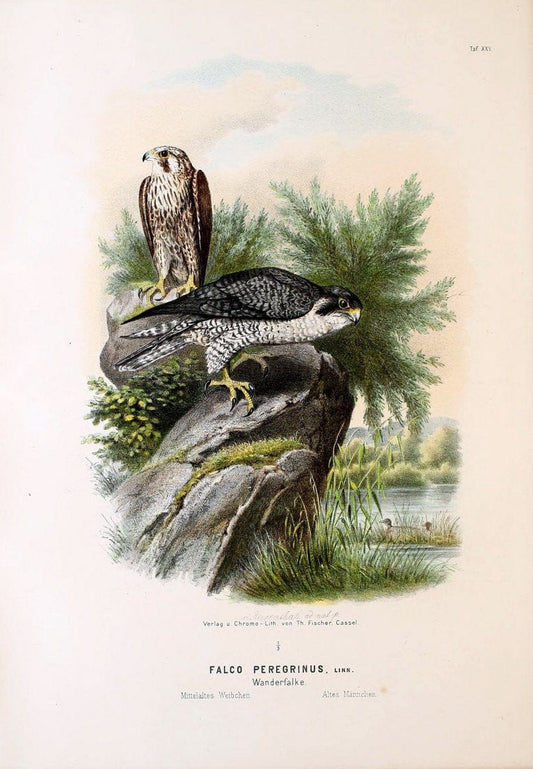 Die RaubvoÌˆgel Deutschlands und des angrenzenden Mitteleuropas;.Cassel [Germany]Verlag v | "Birds of prey" "Europe, Eastern" Falconry Germany  | Vintage Print Reproduction 472413