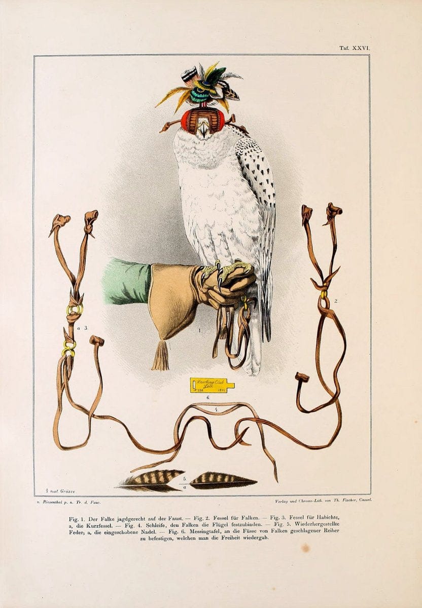 Die RaubvoÌˆgel Deutschlands und des angrenzenden Mitteleuropas;.Cassel [Germany]Verlag v | "Birds of prey" "Europe, Eastern" Falconry Germany  | Vintage Print Reproduction 472414